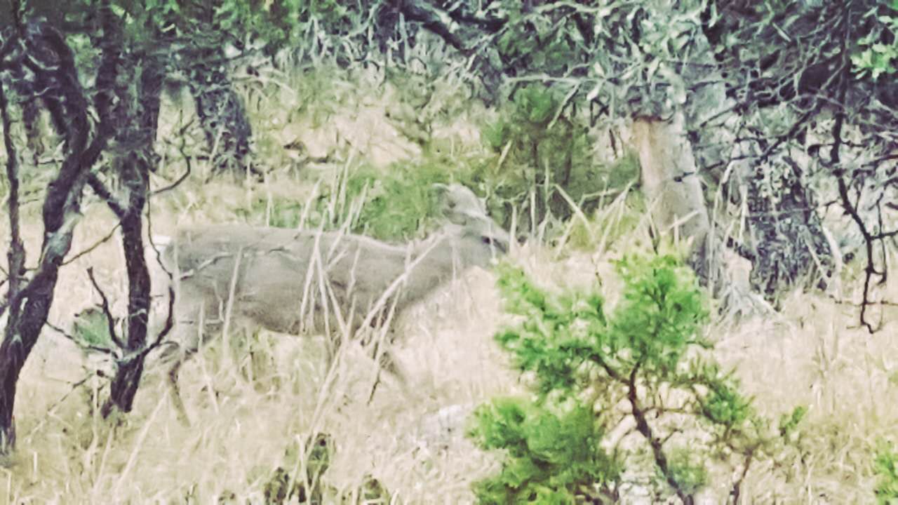 Backpacking Big Bend National Park - Mule deer doe
