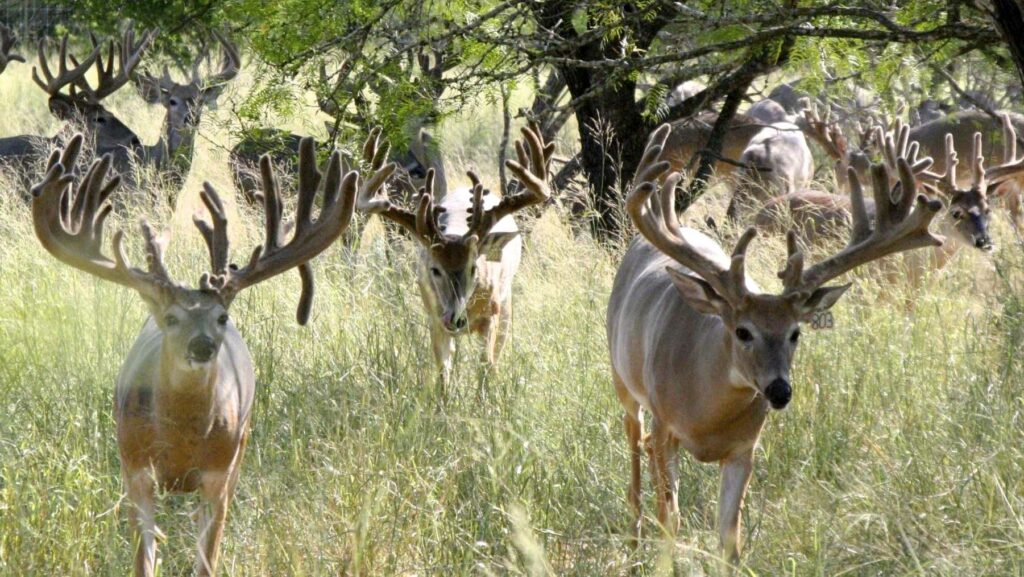 Hunting in Texas - A group of Texas Trophy Whitetail bucks still in velvet on the Longneck Ranch Uvalde Texas