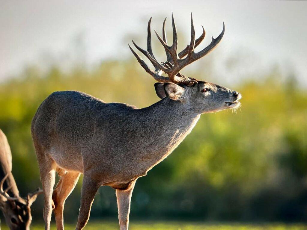 large whitetail Buck testing the air at sunrise