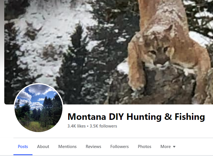 picture of a treed mountain lion from the Montana DIY Hunting and Fishing Facebook home page.