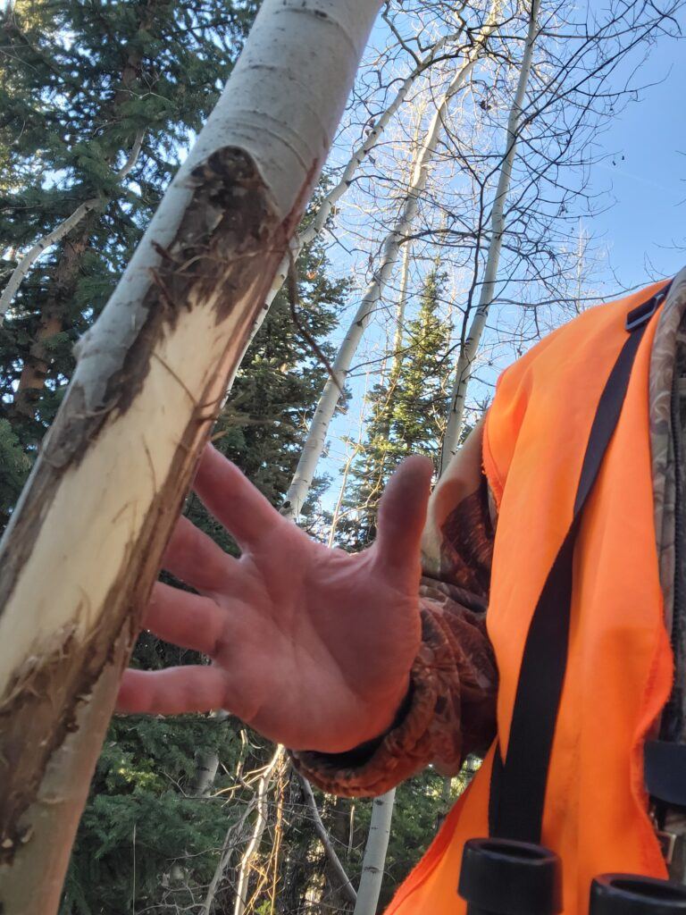 DIY hunting adventures - elk rub on a small aspen tree. Just one of the signs to look for when scouting new areas.