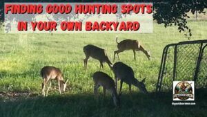 How to find good hunting spots in your own backyard featured image. Whitetail Deer in the authors own actual backyard in Texas