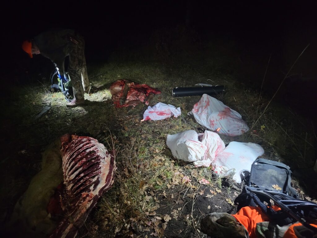 Solo DIY Hunting - Cow elk quartered and bagged for packing out.