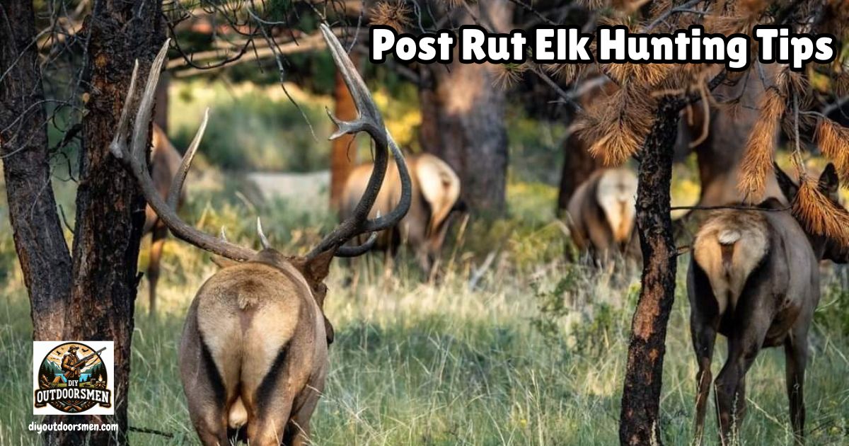 Post-Rut Elk Hunting Tips featured image showing a large bull elk following several cow elk into the trees.