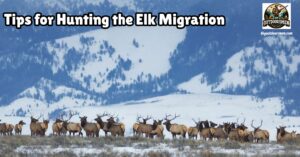 Hunting the Elk Migration featured an image of a large herd of elk migrating through a valley with snow-covered mountains in the background.