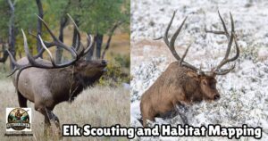 Elk Scouting and Habitat Mapping Featured image showing images of two large bull elk.