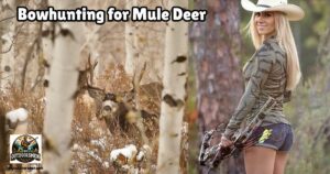 Bow Hunting for Mule Deer featured image showing a lady bowhunter walking in the woods next to an image of a large mule deer buck standing in an aspen grove.