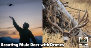 Drone-based Scouting Services for Mule Deer featured image showing a man launching a drone at dawn next to an image of a large mule deer buck bedded in tall grass.