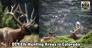 Best DIY Elk Hunting Areas in Colorado featured image showing several bull elk on the hillside still in velvet.