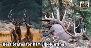 Best DIY Elk Hunting States featured image showing a bull and cow elk standing in a meadow next to an image of a hunter kneeling next to a large bull elk he has harvested.