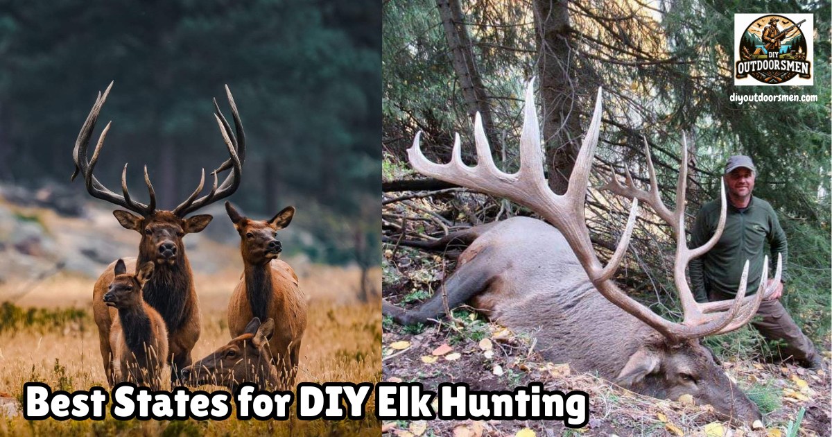 Best DIY Elk Hunting States featured image showing a bull and cow elk standing in a meadow next to an image of a hunter kneeling next to a large bull elk he has harvested.