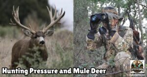 Tips for Dealing with Hunting Pressure when Mule Deer Hunting featured image that includes an image of a hunter glassing for deer and an image of a large mule deer buck standing in the tall grass.