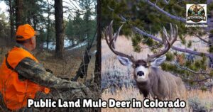Best Public Land Mule Deer Hunting in Colorado featured image showing a hunter, Ken Kuhn, sitting and watching a mountain meadow next to an image of a large mule deer buck standing in an open field.
