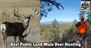 Best Public Land Mule Deer Hunting featured image showing a hunter glassing for deer next to an image of a large mule deer buck standing in an open meadow.