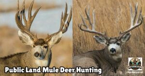 Public land Mule Deer Hunting featured image showing two large mule deer bucks.