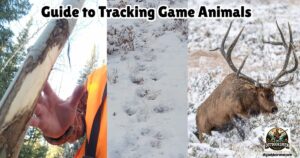 Guide to Tracking Game Animals featured image showing a rub on a small tree, elk tracks in the snow, and a large bull elk in a snowy meadow.