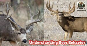 Understanding Deer Behavior for Hunting Success: Featured Image Showing Two Large Mule Deer Bucks.