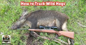 How to Track Wild Hogs featured image showing a successful wild hog harvested with a rifle.