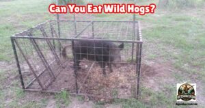 Can You Eat Wild Hogs featured image showing a wild hog caught in a trap.