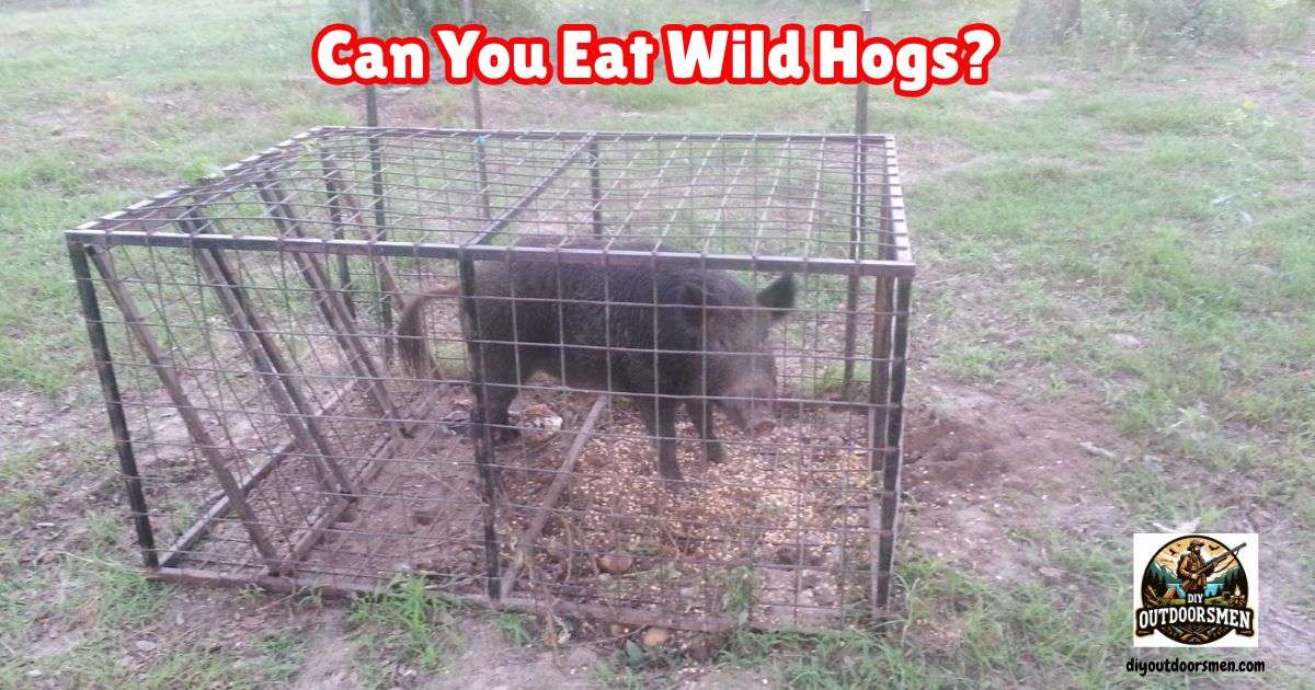 Can You Eat Wild Hogs featured image showing a wild hog caught in a trap.