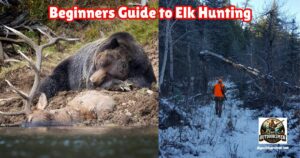 Ultimate Guide to Elk Hunting for Beginners featured image showing a hunter hiking through the woods next to an image of a bear sleeping next to a dead bull elk.