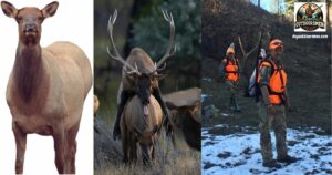 The Role of Calling and Decoys in Elk Hunting featured image showing an elk decoy, a bull elk mounting a cow elk, and the author packing meat out after a successful elk hunt.