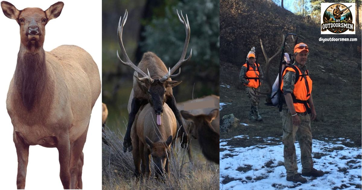 The Role of Calling and Decoys in Elk Hunting featured image showing an elk decoy, a bull elk mounting a cow elk, and the author packing meat out after a successful elk hunt.