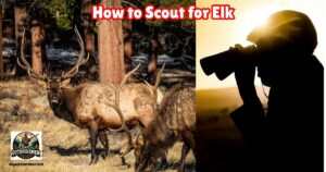 Scouting for Elk Featured image showing a hunter looking through his binoculars as the sun sets at two bull elk in the distance.