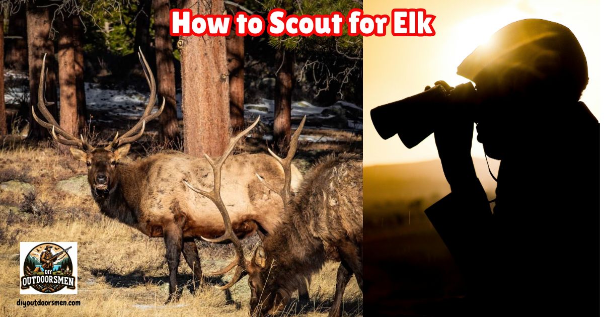 Scouting for Elk Featured image showing a hunter looking through his binoculars as the sun sets at two bull elk in the distance.