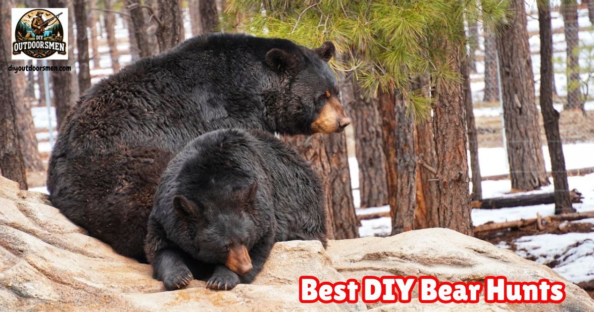 Best Do-it-Yourself Bear Hunts featured image showing two black bears relaxing on a rock outcropping.