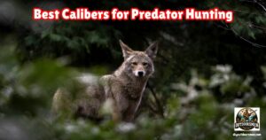 Best Caliber for Predator Hunting featured image showing a coyote standing in the tall weeds.