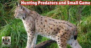 Hunting Predators and Small Game to Sharpen Your Skills feature image of a bobcat standing in the weeds.