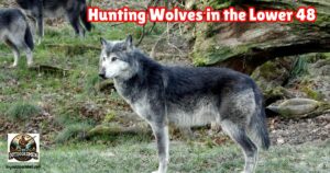 Wolf Hunting in the Lower 48 featured image.