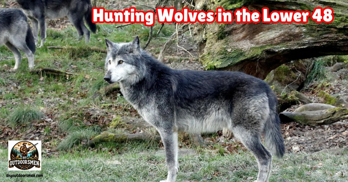 Wolf Hunting in the Lower 48 featured image.